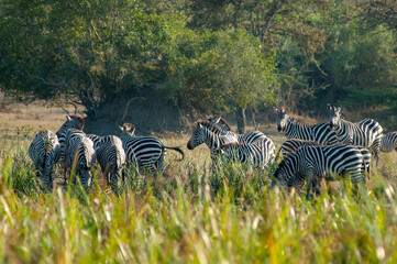 Fototapeta na wymiar Burchell's Zebra, Equus quagga burchellii