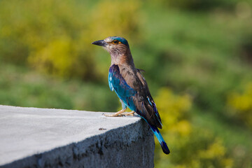 Indian roller bird sitting on a wall during daylight 