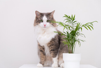 Gray cat on a white background eats a green flower in a pot. Plants and pets at home.