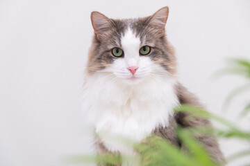 Gray cat on a white background eats a green flower in a pot. Plants and pets at home.