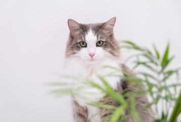 Gray cat on a white background eats a green flower in a pot. Plants and pets at home.