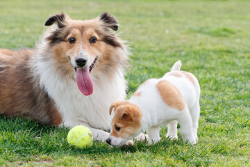Cute aged Shetland sheepdog lying on grass field with puppy dog sniffing tennis ball.