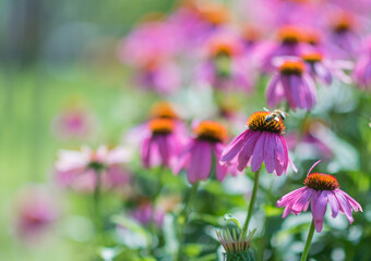 Beautiful colorful blossom garden flower in summer sunlight