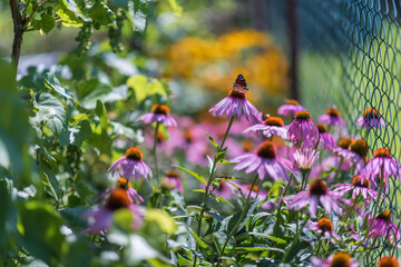 Beautiful colorful blossom garden flower in summer sunlight