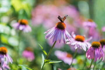 Beautiful colorful blossom garden flower in summer sunlight