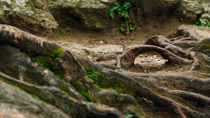 The root of the tree grew in the form of an arch. The photo was taken in a mountainous area near a waterfall