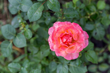 pink rose in garden