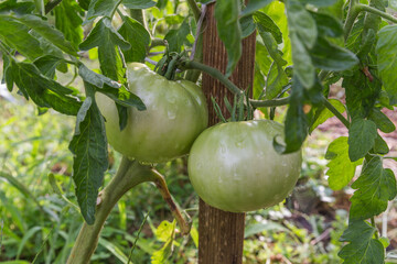 green tomato on a vine