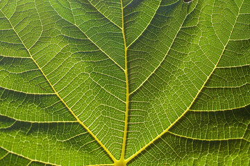 Close up of a leaf of a fig tree. Macro shoot up.