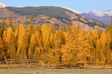 autumn taiga forest landscape, nature view fall in the mountains