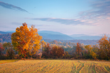 autumnal rural landscape at sunrise. beautiful mountainous countryside in late autumn season. empty fields. trees in red and orange foliage. hazy atmosphere