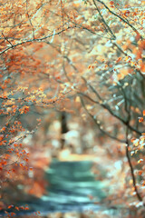 abstract autumn fall background leaves yellow nature october wallpaper seasonal