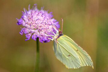 A green butterfly sits on a pink flower. An insect in the natural environment of summer nature.