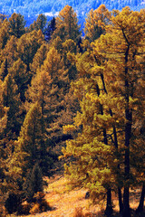 Fototapeta premium abstract background texture of autumn forest, yellow trees pattern landscape view