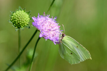 A green butterfly sits on a pink flower. An insect in the natural environment of summer nature.