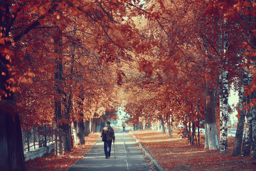 alley in autumn park landscape, fall yellow road seasonal landscape in october in the city