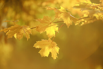 abstract autumn fall background leaves yellow nature october wallpaper seasonal