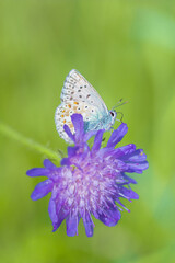 Close-up detailed photo of a colorful butterfly on a purple wildflower. Summer nature wildlife concept