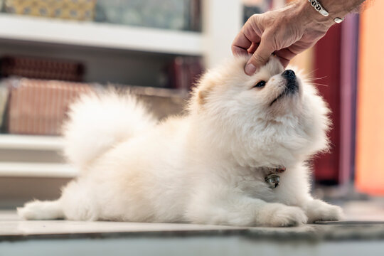 a small affectionate cute white Japanese Pomeranian dog is lying on the floor, and a human hand is stroking and caressing it, and scratching its fur. affection and kindness, a dog is a friend of a
