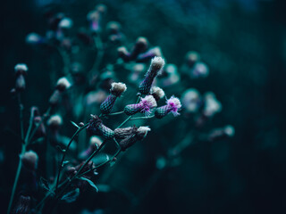 Thistle in bloom.