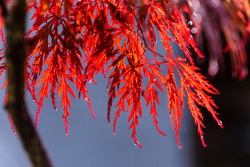 Erable du Japon, rayons de soleil et pluie