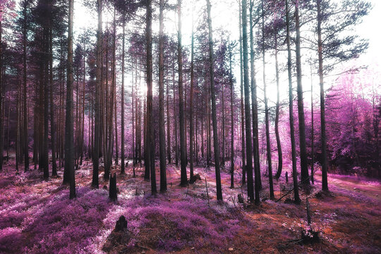 Pink Nature Landscape, Spring Background Flowers Park Outdoors