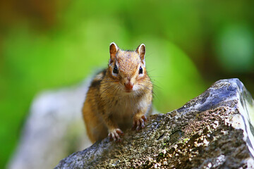Naklejka na ściany i meble Chipmunk animal in the wild little cute squirrel