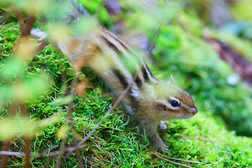 Chipmunk animal in the wild little cute squirrel
