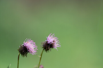 朝露に濡れたアザミ