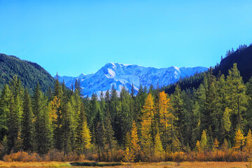 autumn forest mountains panorama, landscape trees, nature yellow season