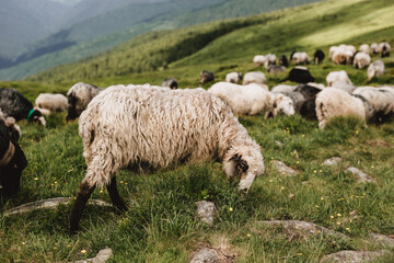 Sheeps in a meadow on green grass. Flock of sheep grazing in a hill. European mountains traditional shepherding in high-altitude fields, beautiful nature