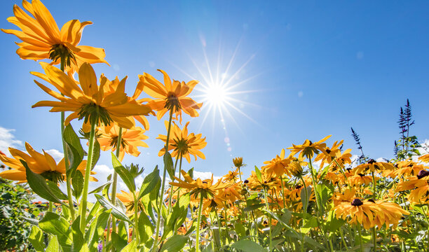 sommer