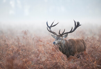 Red Deer during rutting season on a misty autumn morning