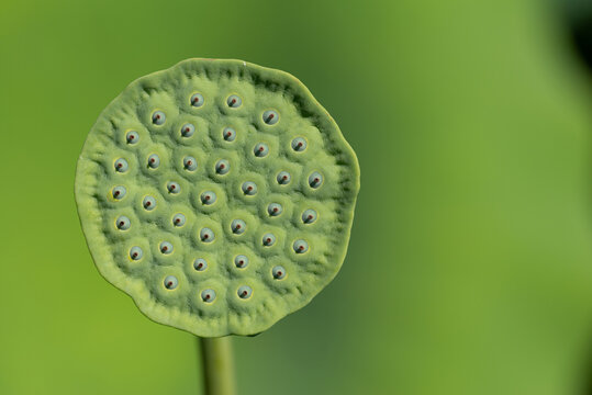 花托 Images Browse 2 156 Stock Photos Vectors And Video Adobe Stock