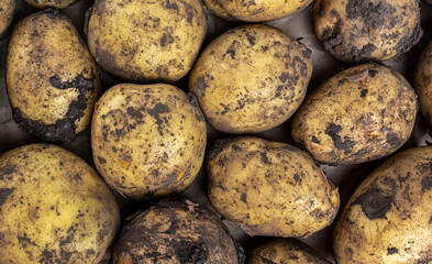 potato tubers soiled with earth view top close up