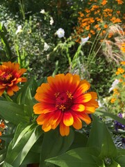 flower yellow flower