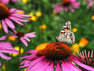 Distelfalter - Vanessa cardui auf Echinacea
