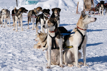 Huskies arrastrando un trineo de nieve