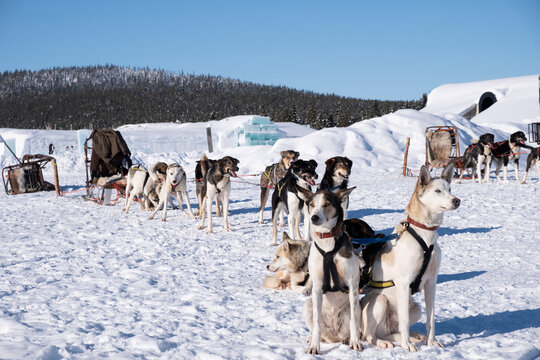 Huskies arrastrando un trineo de nieve