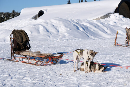 Huskies arrastrando un trineo de nieve