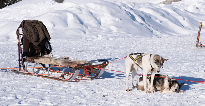 Huskies arrastrando un trineo en la nieve