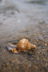 Sea of the West Sea of Korea Underwater Shell