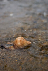 Sea of the West Sea of Korea Underwater Shell