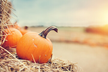 Halloween pumpkin on hay. - obrazy, fototapety, plakaty