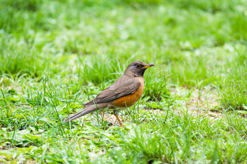 アカハラ(Brown-headed thrush)