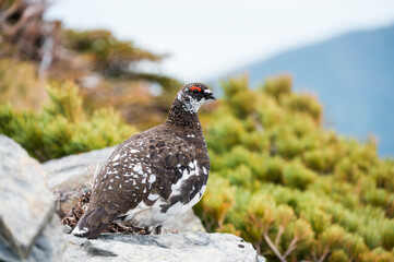 ライチョウ雄(rock ptarmigan)