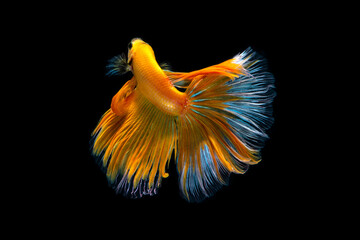 beauty colorful fish tail of Siamese fighting fish isolated on back background. - 449833022