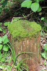 切り口を苔に覆われた切り株