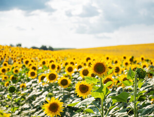 Beautiful sunflowers in the field, natural background.