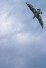 Seagulls flying in the cloudy sky, birds.